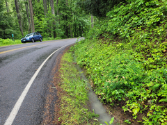 Lathyrus vestitus ochropetalus
