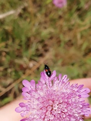 Divales bipustulatus