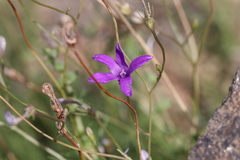 Campanula lusitanica