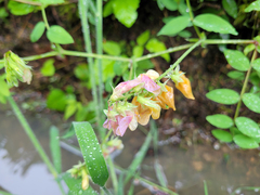 Lathyrus vestitus ochropetalus