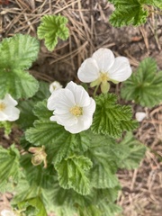 Rubus chamaemorus