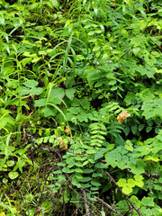 Lathyrus vestitus ochropetalus