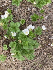 Rubus chamaemorus