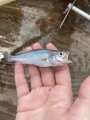 Cynoscion regalis