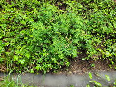 Lathyrus vestitus ochropetalus