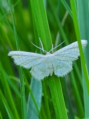 Idaea pallidata