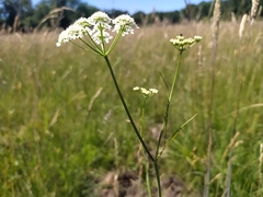 Oenanthe peucedanifolia