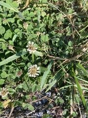 Trifolium repens