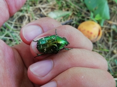 Protaetia marginicollis