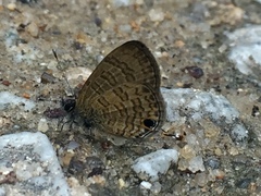 Prosotas nora superdates