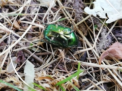 Protaetia marginicollis