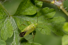 Calocoris