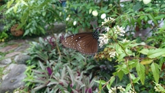 Euploea mulciber barsine