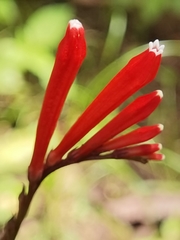 Spigelia splendens