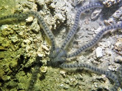 Macrophiothrix