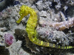 Hippocampus comes