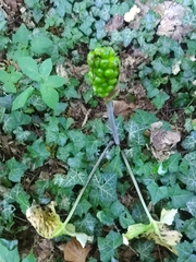Arum maculatum