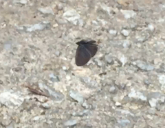 Prosotas nora superdates