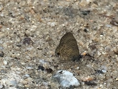 Prosotas nora superdates