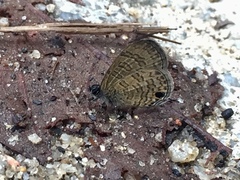 Prosotas nora superdates