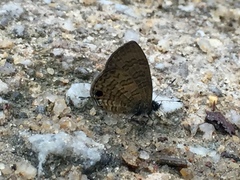 Prosotas nora superdates