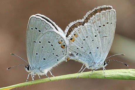 Short-tailed Blue