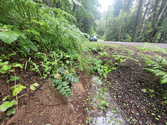 Lathyrus vestitus ochropetalus