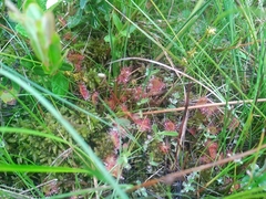Drosera rotundifolia image