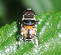 Palpada