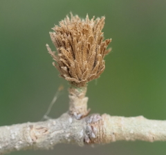 Andricus quercusfoliatus