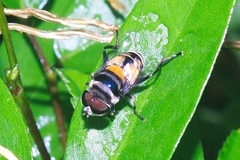 Palpada