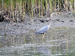 Ardea herodias