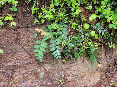 Lathyrus vestitus ochropetalus