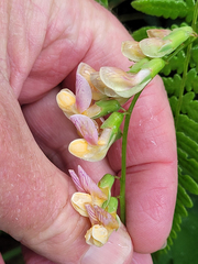 Lathyrus vestitus ochropetalus