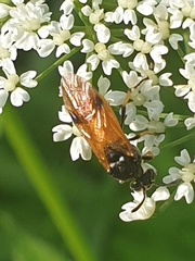 Arge melanochra