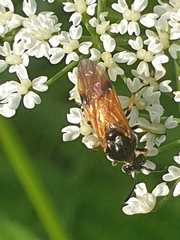 Arge melanochra