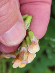 Lathyrus vestitus ochropetalus