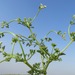 Krubera peregrina - Photo (c) יאיר אור, some rights reserved (CC BY-NC-SA), uploaded by יאיר אור