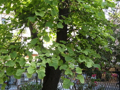 Cercis siliquastrum