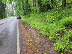 Lathyrus vestitus ochropetalus