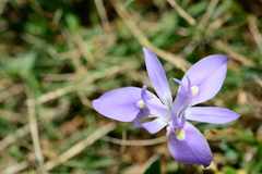 Moraea australis