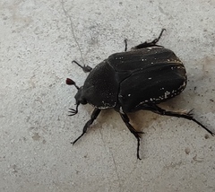 Protaetia morio