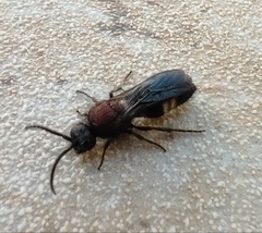 Ronisia