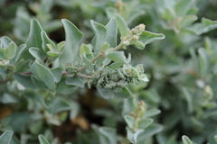 Atriplex maximowicziana