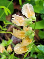 Lathyrus vestitus ochropetalus