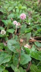 Persicaria capitata