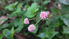 Persicaria capitata