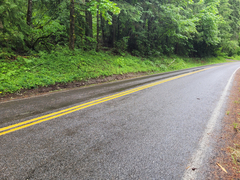Lathyrus vestitus ochropetalus