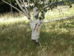 Betula corylifolia