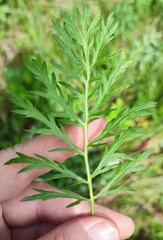 Artemisia latifolia